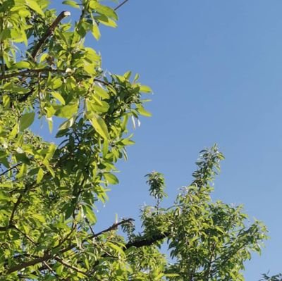 SyamandSara's profile picture. ❤️