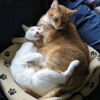 Angie@angiesrecipes (@angiesrecipess) 's Twitter Profile Photo