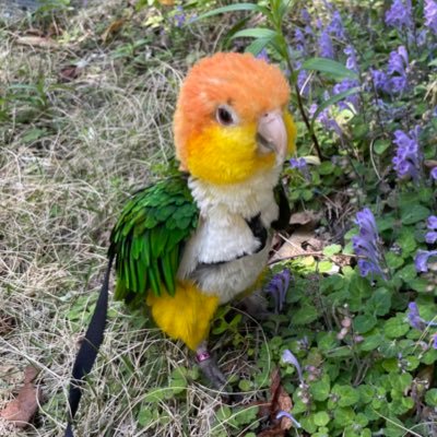 インコを見たくてSNSやってるやつ 可愛い子を無言フォロー 🐥pico♀ Budgerigar/ 🐥pon♂ Budgerigar/ 🦜gee chan♀ Monk parakeet/ 🐧hallo♀ White-bellied parrot/