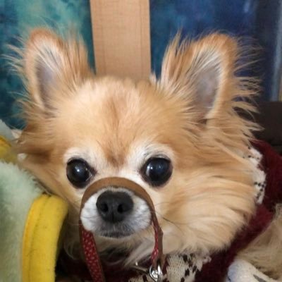 Miyuki Hiro きょうだい児はオンライン授業がいいなぁ ダウン症児 特別支援学校 きょうだい児 中学生 感染困る Miyuki Hiro きょうだい児はオンライン授業がいいなぁ ダウン症児 特別支援学校 きょうだい児 中学生 感染困る