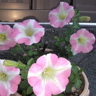 花🌸植物🌿小動物🐿自然の風景🏞️好きな主婦✨😊
カリンバという楽器の音色に魅了され…毎日ちょっとずつ練習………✨🤭
マイペースでやってます…🌸