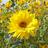 Pochi_tk's profile image