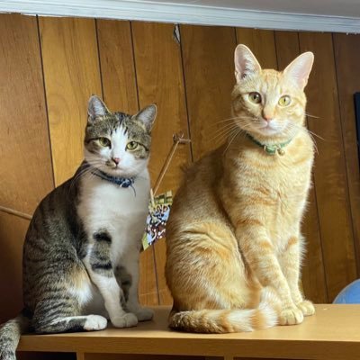 😼Reon茶トラ♂😸Otoキジ白♂ 🐈‍⬛何気ない日常を気ままにツイートしてます✨無言フォロー失礼致します🙏