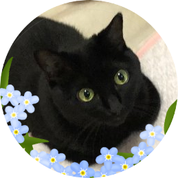 ♪ Hayato “Cateen” Sumino ♪ 角野隼斗-かてぃん@880hz ♪ ❤︎.*ฅ( ΦωΦ )ฅ ♪ .* 𖥧⚘猫*花*音楽*言葉.* 𖥧⚘ 壊れた妄想家