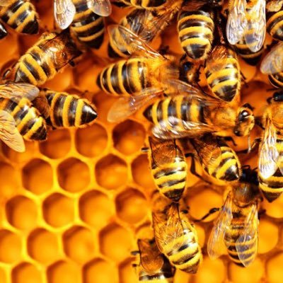FenlandApiaries's profile picture. Between us we have been keeping bees for over 40 years. The majority of that is Helen, she is definitely the Bee Meister.