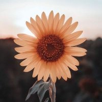 Santhesh (@santhesh7) 's Twitter Profile