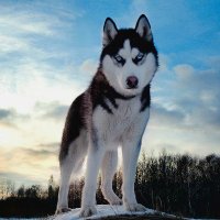 HuskyTrader (@huskytrader) 's Twitter Profile