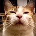 🦐Cacahuète ke cé moi🥜 et Minibanban ke cé lui🐱 (@pizza_caramel) Twitter profile photo 🦐Cacahuète ke cé moi🥜 et Minibanban ke cé lui🐱 (@pizza_caramel) Twitter profile photo