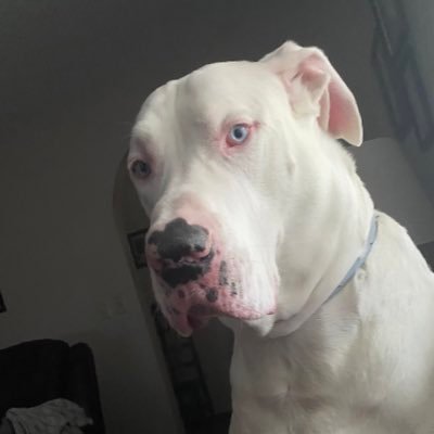 TheInfoWarrior3's profile picture. Big Lions guy