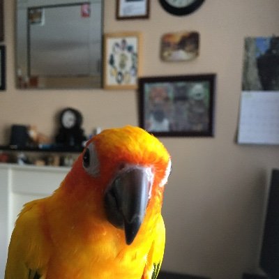 Harrythiefpott1's profile picture. 