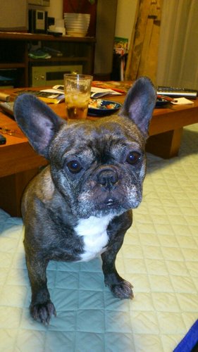 BITDOGS's profile picture. 散歩に夢中