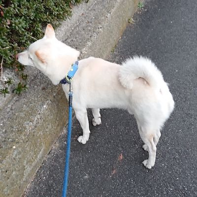 まゆもちにさんのプロフィール画像
