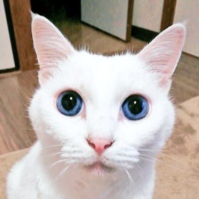 白猫のみゅう🐾15歳♀保護猫　　
ひたすら写真を載せていきます