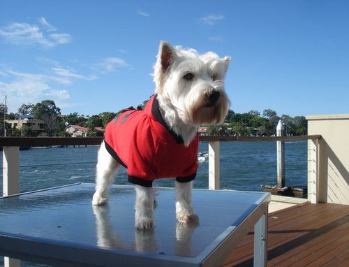 DogStyleAU's profile picture. Educating, and inspiring people to make a difference!