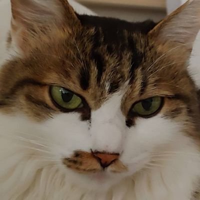 you_mengxiang's profile picture. 냥2