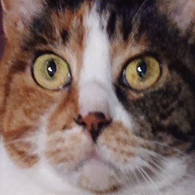 趣味（ゲーム、動画鑑賞、音楽、料理）
猫かわええやん