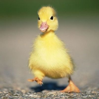 🐸🌻🍄🌱🦆
