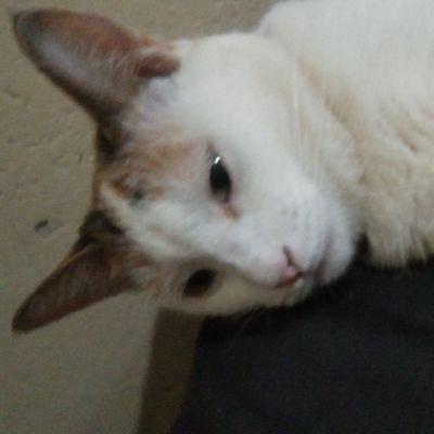 jessiannisa's profile picture. Sukses!!!