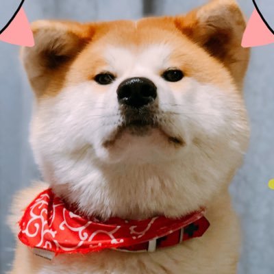 秋田犬 もなか Akita Mona Twitter