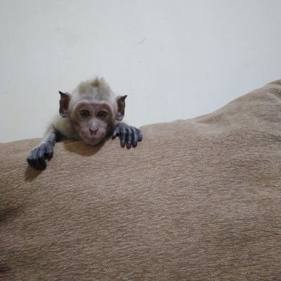 Zain37037611's profile picture. 