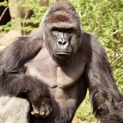 me monke. who you?
#MPC | G10 | wamt banana