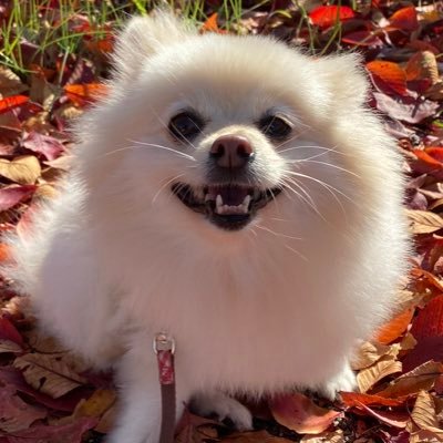 2014年10月生まれ7才のポメラニアンのにこです🐶 にこちゃんとの生活を記録しようと思いアカウント作成しました🌟 仲良くしてくださると嬉しいです🥰 無言フォローすみません🙇‍♀️&無言フォロー歓迎です🙆‍♀️ #ポメラニアンのにこ でにこ写真見れます📷 YouTube始めたのでこちらもよろしくお願いします