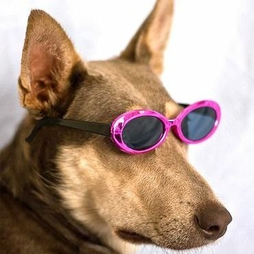 officially verified cool dog™