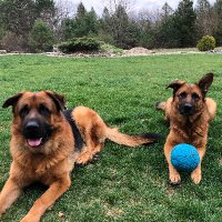 The_Shepherds_wheel (@shepherds_wheel) 's Twitter Profile