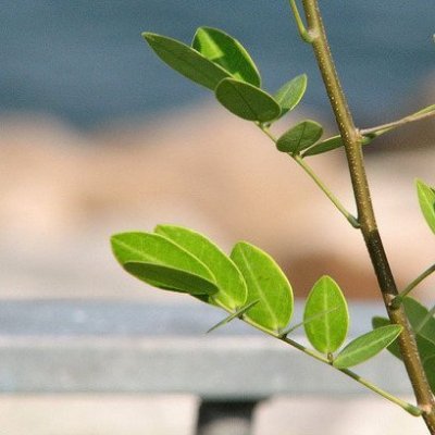 「德潤身,心廣體胖。」中華與世界名言每天潤澤你的心靈。過去十年推了的名言可在下面網址查詢。In English: @english_quotes