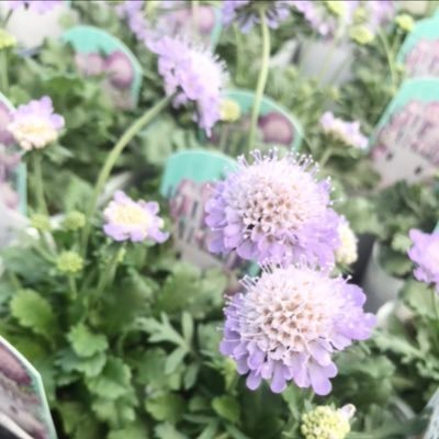 meGk1m's profile picture. 昔ながらの手仕事、ハーブ&野菜栽培が好き🌱🐝𓂃𓈒𓏸𓈒𓏸料理🍳手芸🧵古道具🧺アート📸美容✨に興味あり．． 懸賞RT多めのため非表示推奨です𓃰⸒⸒
