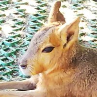 さくらと (@rintyamakkusu) Twitter profile photo