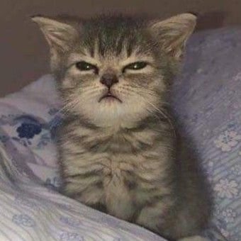 khmbrlydcn's profile picture. peace