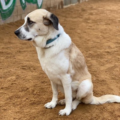 Pablix50713221's profile picture. Me interesa mi ciudad: L’Hospitalet de Llobregat