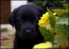 (18+MC Single) I am a black Lab and I found a great loving family. mommy @lovelyanna_ daddy @Her_JG, brother and friend  @puppyczargilbert