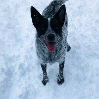 アヤカ🇨🇦 (@aytkdaaaaa) 's Twitter Profile