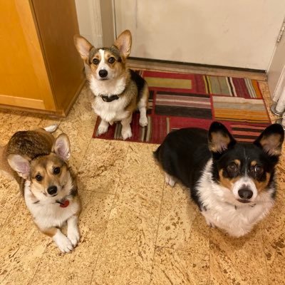 we are corgis that guard...we guard fiercely...and noisily...and then we sploot!