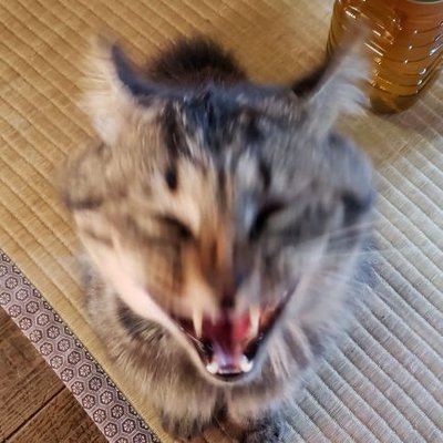 ねこ大福 3周目の全ミッションクリアしてすねこすり帽子の製法書ゲット サブミッション多くて大変でしたけと やって良かった 3周目になってやっとdlcエリア始めたんですけど 敵強すぎ 義経強すぎ 仁王2 Ps4share T Co Bgd1mxfm8q Twitter