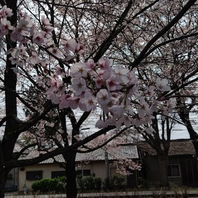 YZp4EmZlBrRntcC's profile picture. 