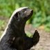 Honey Badger Connoisseur (@hbadger422) Twitter profile photo Honey Badger Connoisseur (@hbadger422) Twitter profile photo