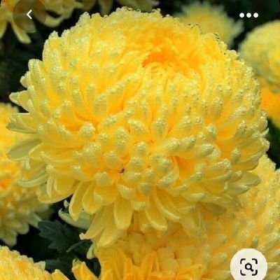 SERPLERDOGAN1's profile picture. 