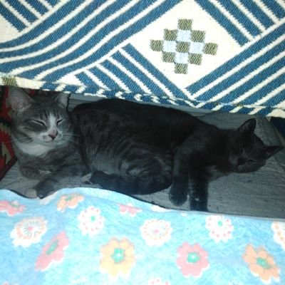 KayOlgu's profile picture. Ülger kayıolğu