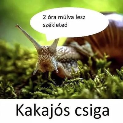 Hello. Én Kakajós csiga vagyok. 17 éves hülyegyerek aki szereti a videojátékokat!