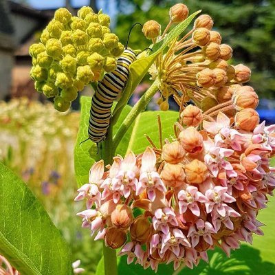 We are a volunteer project of the David Suzuki Foundation, gardening with purpose. Photo credits: Sherri Helwig & Kelly Cole