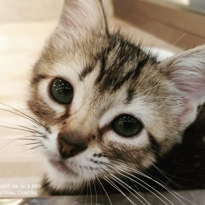 pin1018's profile picture. ELF & I GOT7 & 德云女孩