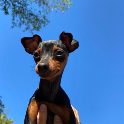 USF alumna ~dancer~ My dog has my heart, sorry ~ 🦋🐶🐾🌜🌎🌈