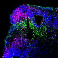 Neural Stem Cell Research Lab (@nscrl_nni) 's Twitter Profile