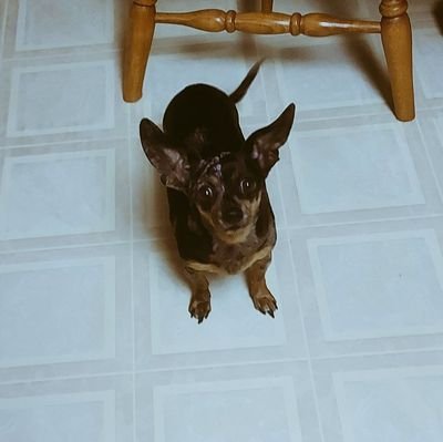 Gerdog1966's profile picture. That's my dog. 
Pureblood. WEXIT!