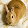 shiino_mk_usagi's profile picture. #ネザーランド #しいの食品 #多趣味 #うさぎ好き🐰 #裁縫🧶 #手作り好き 最近パン🍞作りにハマってます