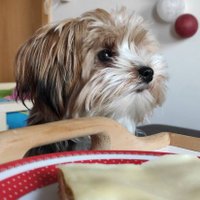 Felltrulla (@yorkie_daffy) 's Twitter Profile