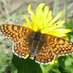 Åland meadow survey (@alandsurvey) Twitter profile photo Åland meadow survey (@alandsurvey) Twitter profile photo